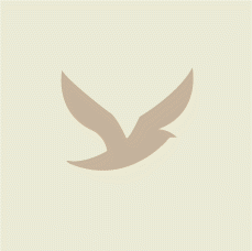flying bird